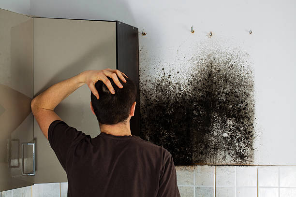 Best Residential Mold Remediation in Raymond, MS